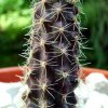 Austrocactus _coxii _03